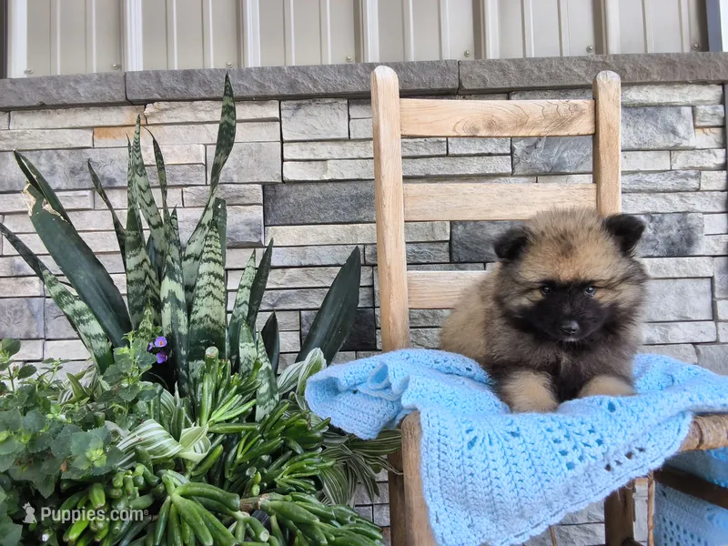 Charlie – Keeshond puppy for sale in Montgomery, IN