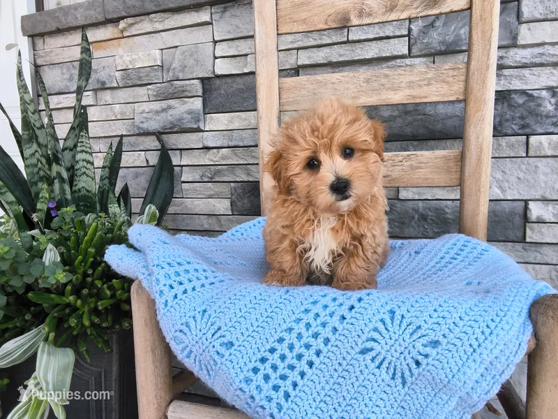 Sammy – Maltipoo puppy for sale in Montgomery, IN