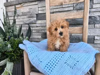 Sammy, a male Maltipoo for sale in Montgomery, IN – 1 of 3