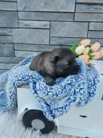 Alan, a male Keeshond for sale in Montgomery, IN – Photo 2 of 2