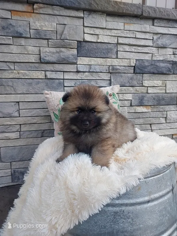 Alan – Keeshond puppy for sale in Montgomery, IN