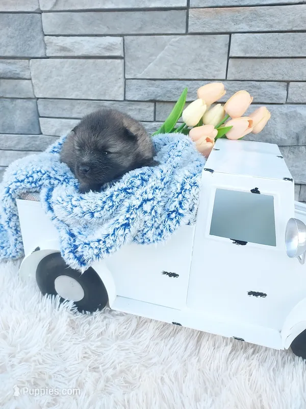 Alan – Keeshond puppy for sale in Montgomery, IN