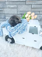 Alan, a male Keeshond for sale in Montgomery, IN – Photo 1 of 2