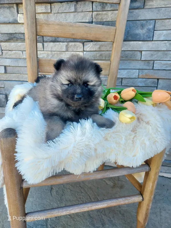 Alan – Keeshond puppy for sale in Montgomery, IN