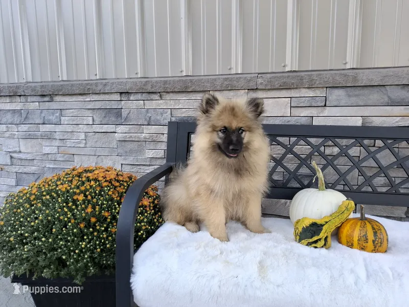 Chase – Keeshond puppy for sale in Montgomery, IN