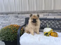 Chase, a male Keeshond for sale in Montgomery, IN – 1 of 2