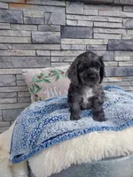 Milo, a male Cocker Spaniel for sale in Montgomery, IN – 4 of 4