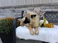 Dexter, a male Keeshond for sale in Montgomery, IN – 4 of 4