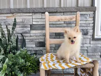 Heidi, a female Pomeranian for sale in Montgomery, IN – 2 of 2