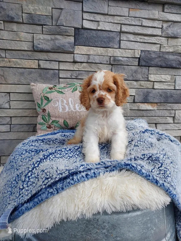 Eldon – Cocker Spaniel puppy for sale in Montgomery, IN
