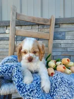 Eldon, a male Cocker Spaniel for sale in Montgomery, IN – Photo 4 of 6