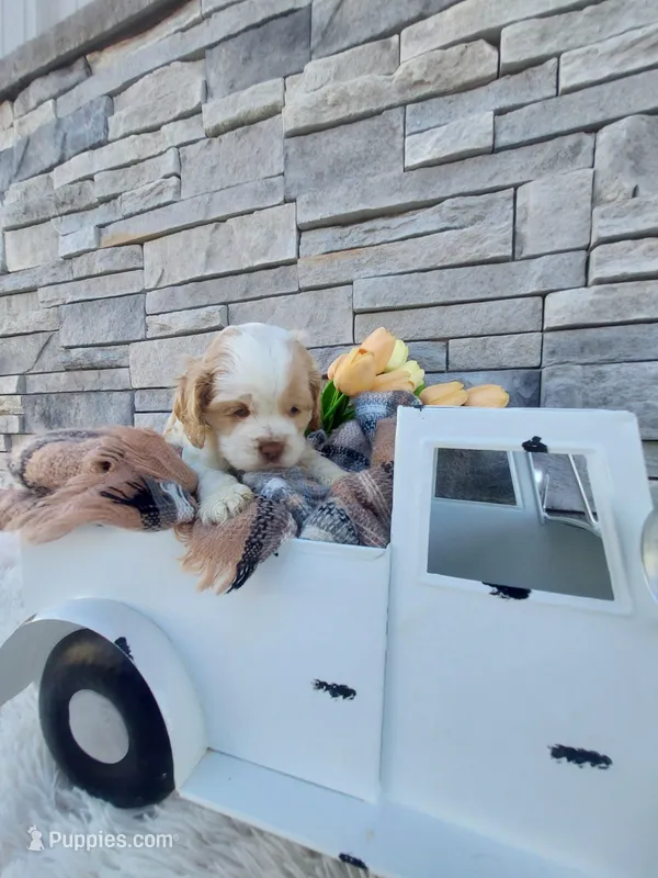 Eldon – Cocker Spaniel puppy for sale in Montgomery, IN