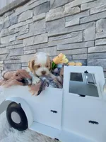 Eldon, a male Cocker Spaniel for sale in Montgomery, IN – Photo 1 of 3