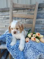 Eldon, a male Cocker Spaniel for sale in Montgomery, IN – Photo 6 of 6