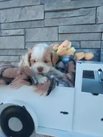 Eldon, a male Cocker Spaniel for sale in Montgomery, IN – Photo 2 of 3