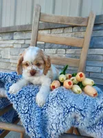 Eldon, a male Cocker Spaniel for sale in Montgomery, IN – Photo 1 of 6