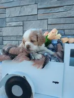 Eldon, a male Cocker Spaniel for sale in Montgomery, IN – Photo 3 of 3