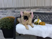Deanna, a female Keeshond for sale in Montgomery, IN – 8 of 9