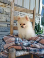 Heidi, a female Pomeranian for sale in Montgomery, IN – 3 of 3