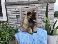 Darrin, a male Keeshond for sale in Montgomery, IN – 2 of 6