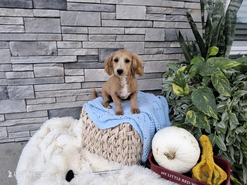 Sammy – Maltipoo puppy for sale in Montgomery, IN