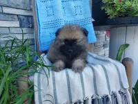 Dexter, a male Keeshond for sale in Montgomery, IN – 1 of 3