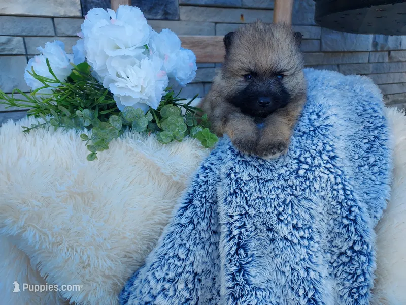 Stanley – Keeshond puppy for sale in Montgomery, IN
