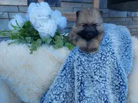 Stanley, a female Keeshond for sale in Montgomery, IN – 1 of 3