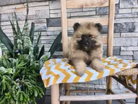 Callie, a female Keeshond for sale in Montgomery, IN – 2 of 3