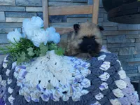 Susie, a female Keeshond for sale in Montgomery, IN – 3 of 3
