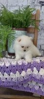 Wanda, a male Pomeranian for sale in Montgomery, IN – Photo 3 of 3