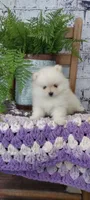 Wanda, a male Pomeranian for sale in Montgomery, IN – Photo 1 of 3