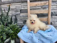 Hunter , a male Pomeranian for sale in Montgomery, IN – 6 of 6