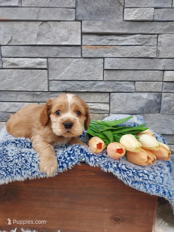 Max – Cocker Spaniel puppy for sale in Montgomery, IN