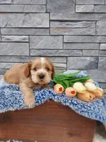 Max, a male Cocker Spaniel for sale in Montgomery, IN – Photo 1 of 4