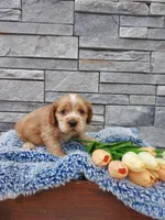 Max, a male Cocker Spaniel for sale in Montgomery, IN – Photo 4 of 4