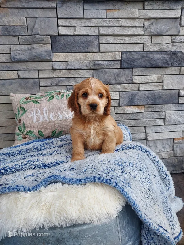 Max – Cocker Spaniel puppy for sale in Montgomery, IN