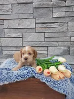 Max, a male Cocker Spaniel for sale in Montgomery, IN – Photo 2 of 4