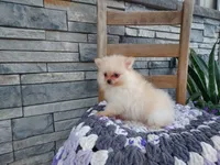 Heidi, a female Pomeranian for sale in Montgomery, IN – 3 of 3