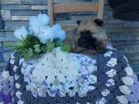 Susie, a female Keeshond for sale in Montgomery, IN – 2 of 3