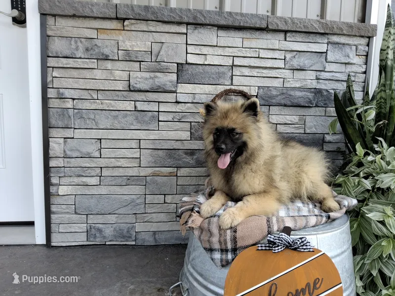 Dexter – Keeshond puppy for sale in Montgomery, IN