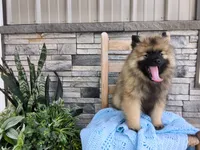 Devon, a male Keeshond for sale in Montgomery, IN – 3 of 5