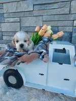 Emery, a male Cocker Spaniel for sale in Montgomery, IN – Photo 2 of 2