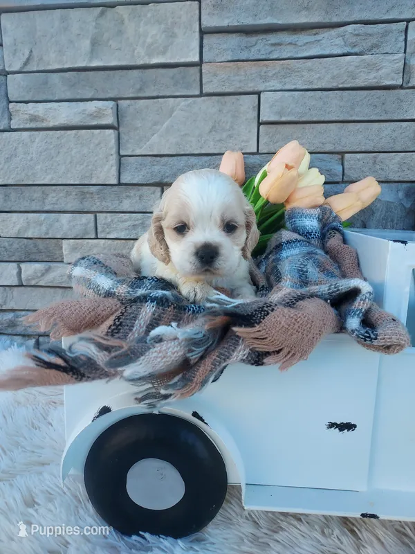 Emery – Cocker Spaniel puppy for sale in Montgomery, IN