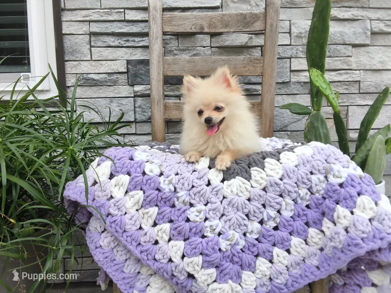 Heidi – Pomeranian puppy for sale in Montgomery, IN
