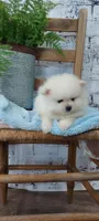 Wyatt, a male Pomeranian for sale in Montgomery, IN – Photo 2 of 3