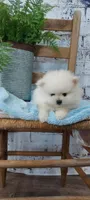 Wyatt, a male Pomeranian for sale in Montgomery, IN – Photo 1 of 3
