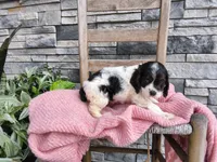 Sarita, a female Cocker Spaniel for sale in Montgomery, IN – 2 of 3