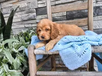 Ryan, a male Cocker Spaniel for sale in Montgomery, IN – 2 of 2