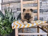 Callie, a female Keeshond for sale in Montgomery, IN – 1 of 3